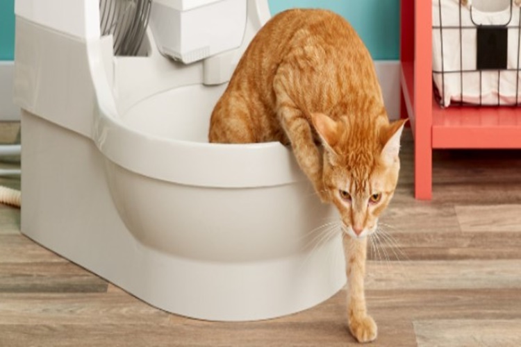 Kedi Kumu Çeşitleri ve Önemi Nedir?