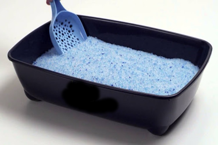 Kedi Kumu Kokusu Nasil Giderilir Guncel Oku