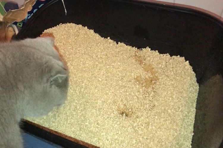 Kedi Kumu Nasıl Olmalıdır?