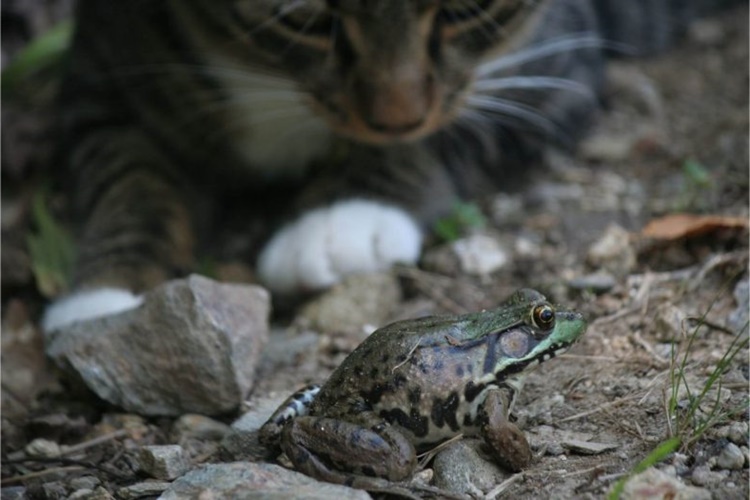 Kedi Kurbağa Yerse Ne Olur?