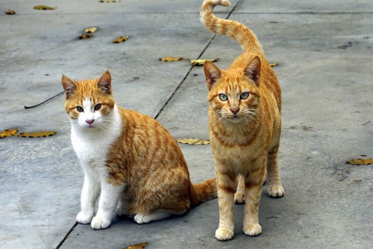 Kedi Lahmacun Yer Mi?