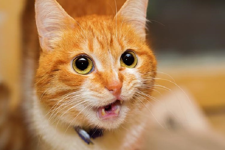 Kedi Lavanta Yerse Ne Olur?