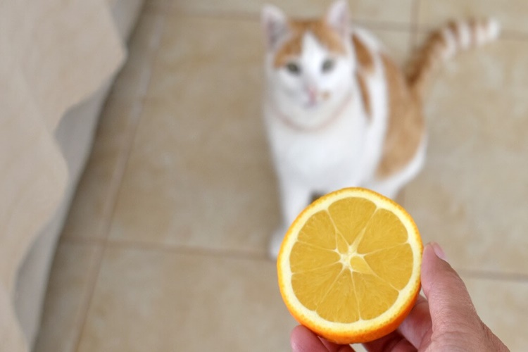 Kedi Limon Yer Mi?