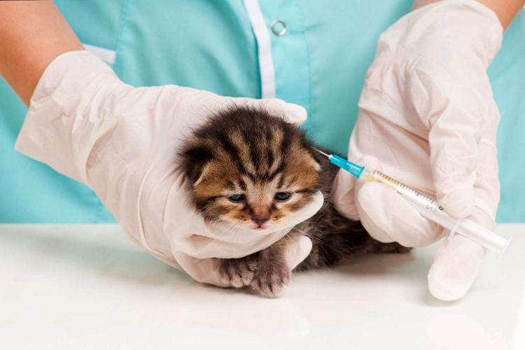 Kedi Lösemi Aşısı Fiyatı 2023 Ne Kadar?