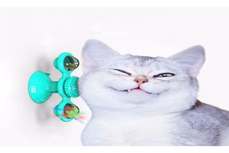 Kedi Malzemeleri Satan Yerler Nereler? 