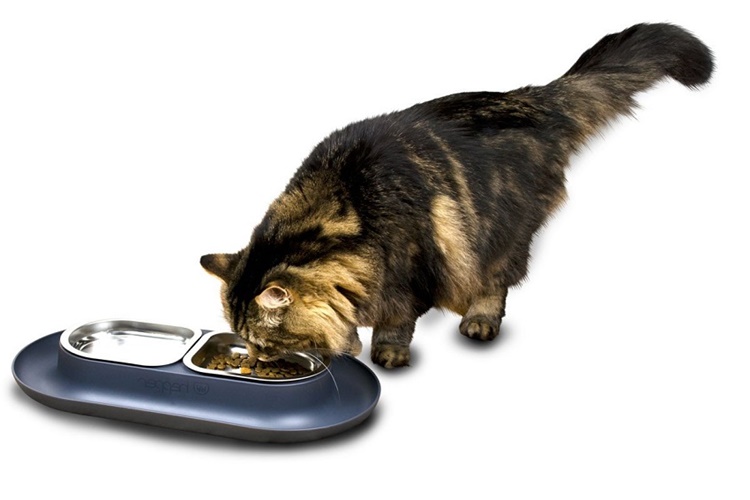 Kedi Mama Kabı Çelik Mi Seramik Mi? 