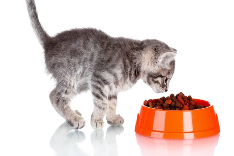 Kedi Mama Kabı Nasıl Temizlenir? 