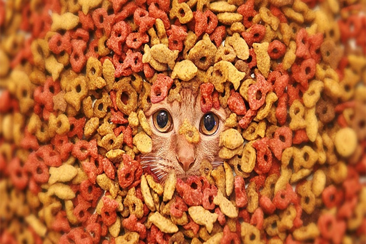 Kedi Maması Neyden Yapılır?