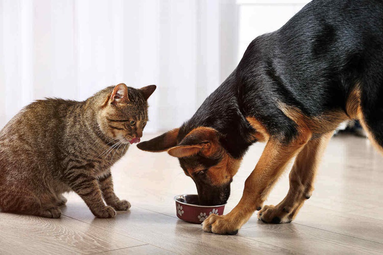 Kedi Mamasını Köpek Yerse Ne Olur?