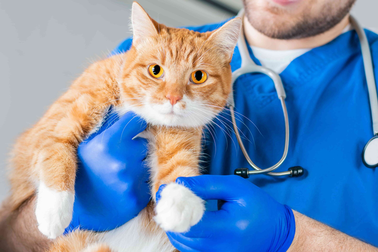 Kedi Mantar Aşısı Fiyatı 2023 Ne Kadar?