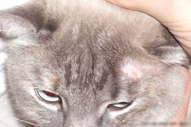 Kedi Mantarı İnsana Bulaşır Mı?