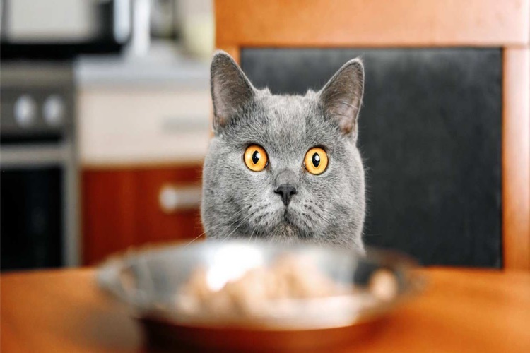 Kedi Mayonez Yerse Ne Olur?