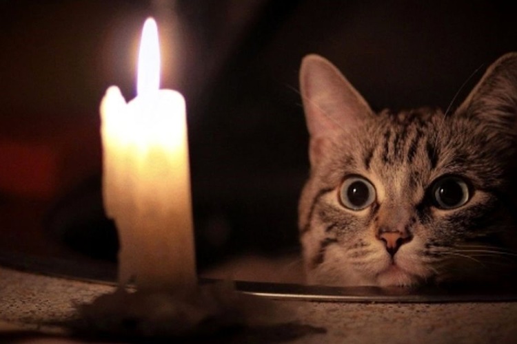 Kedi Mum Yerse Ne Olur?