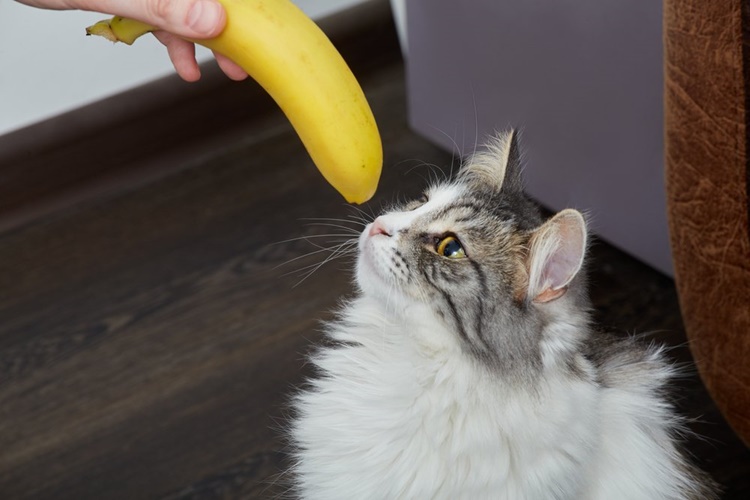 Kedi Muz Yer Mi?