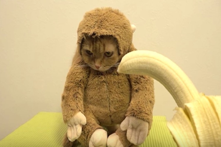 Kedi Muz Yerse Ne Olur?