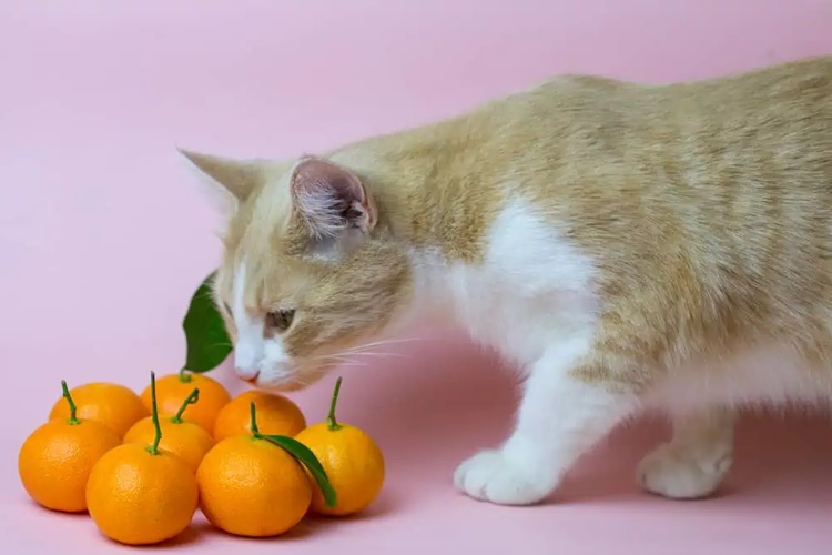 Kedi Naftalin Yerse Ne Olur?