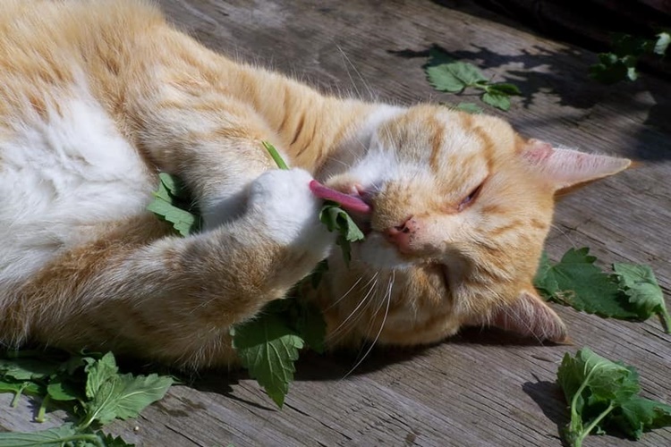 Kedi Nane Yer Mi?