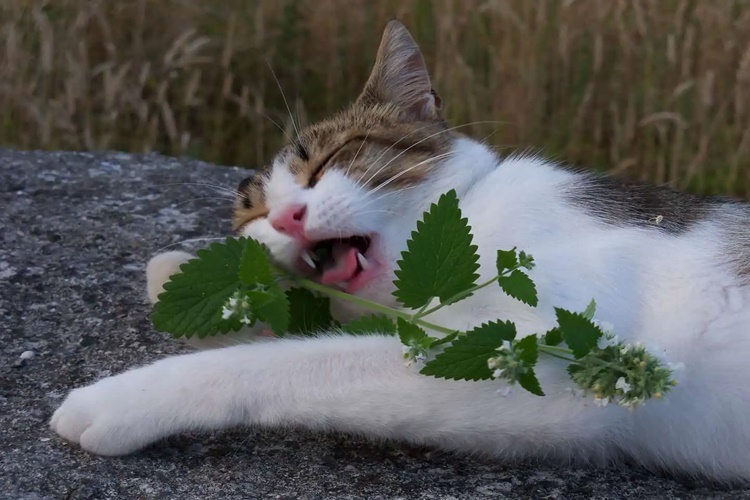 Kedi Nane Yerse Ne Olur?