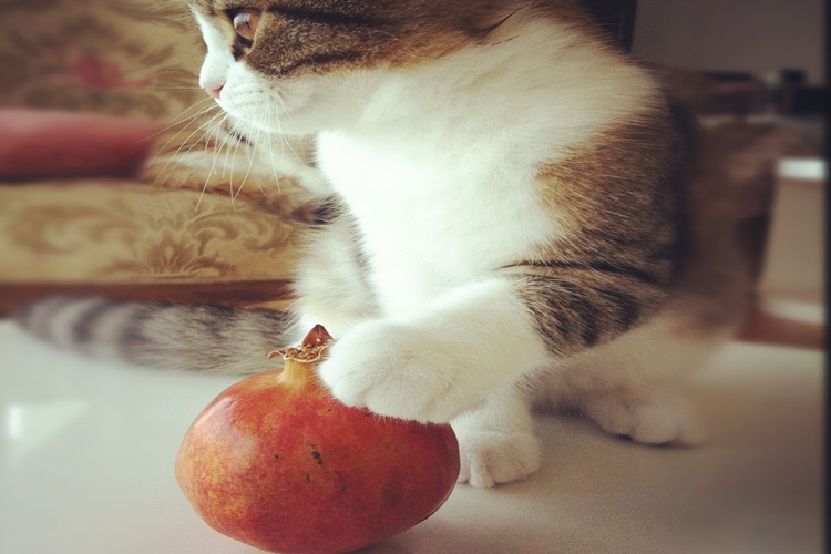 Kedi Nar Yer Mi?