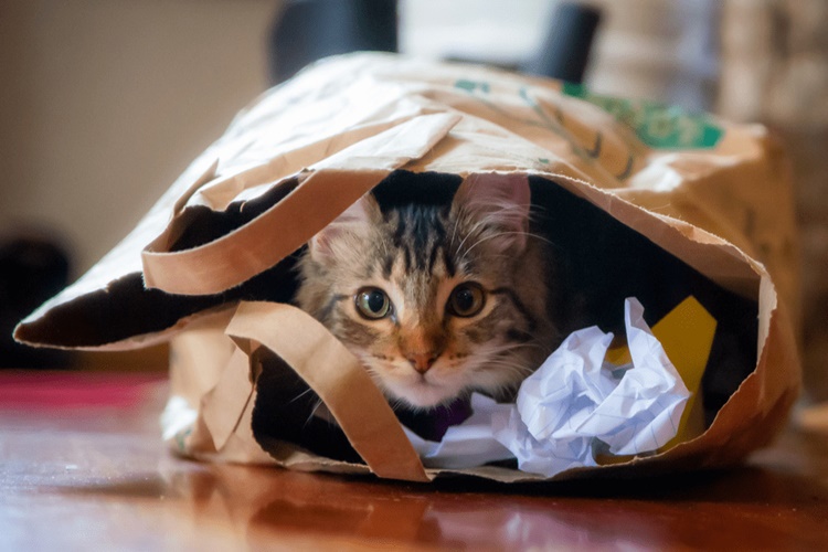 Kedi Naylon Yerse Ne Olur?