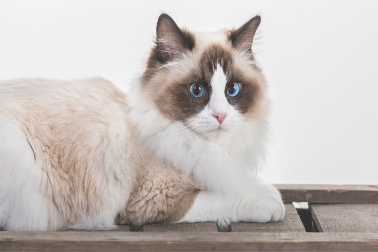 Kedi Ne Yerse Ölür?