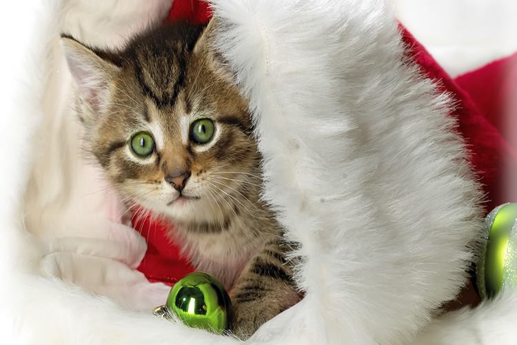 Kedi Nezlesi Belirtileri Nelerdir? 