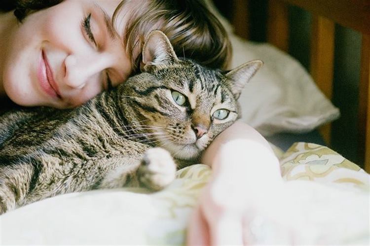 Kedi Nezlesi Nedir? 