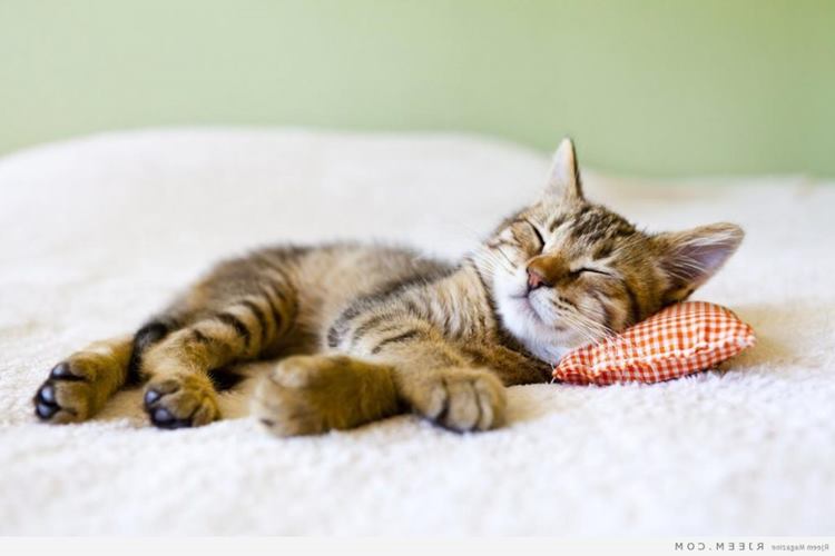 Kedi Nezlesine Ne İyi Gelir?