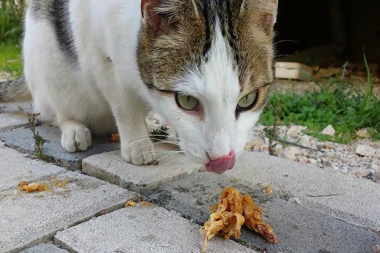 Kedi Nugget Yer Mi?