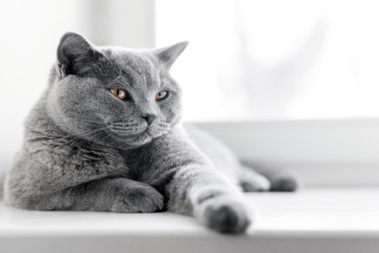 Kedi Oje Yerse Ne Olur?