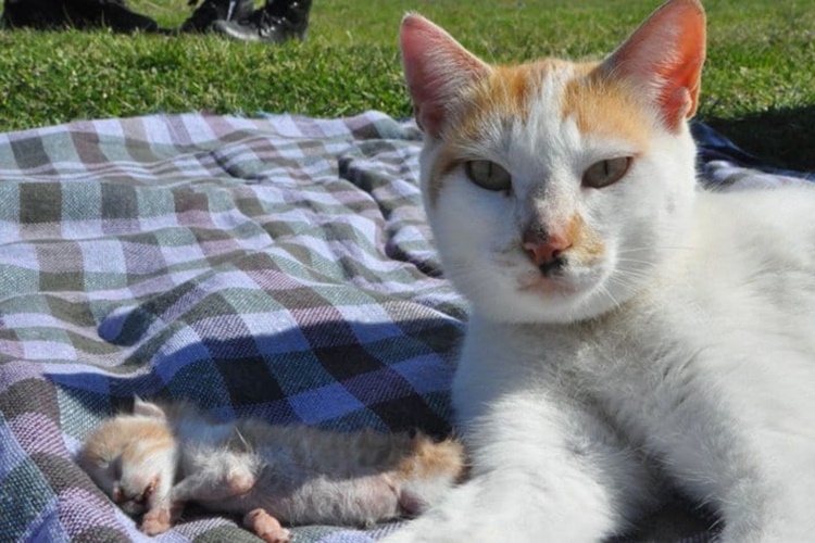 Kedi Ölen Yavrusunu Yer Mi?
