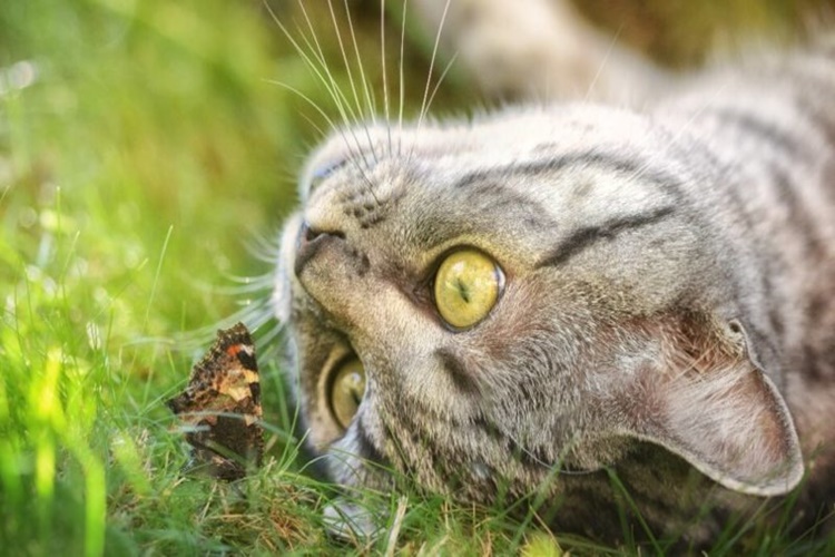 Kedi Örümcek Yer Mi?