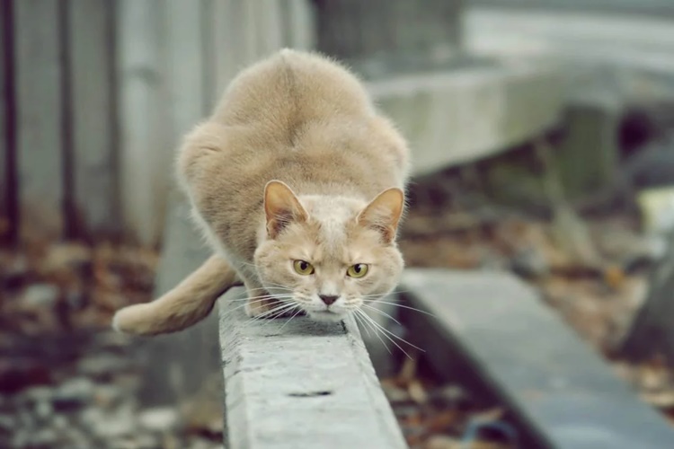 Kedi Örümcek Yerse Ne Olur?