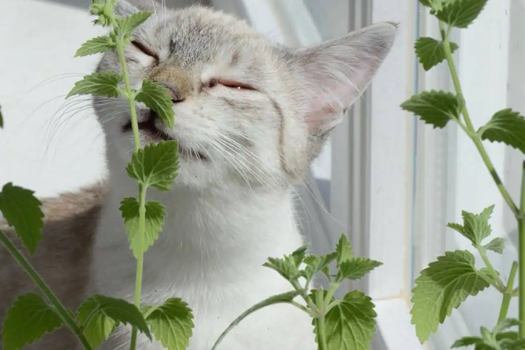 Kedi Ot Yerse Ne Olur?