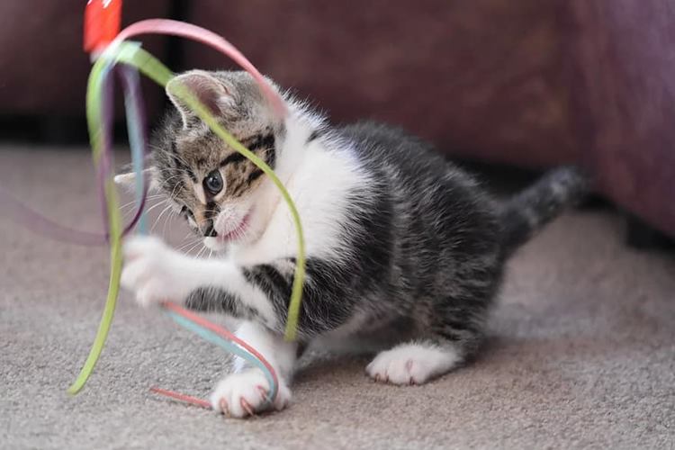Kedi Oyuncakları Nelerdir? 
