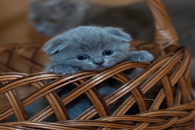 Kedi Pamuk Yerse Ne Olur?
