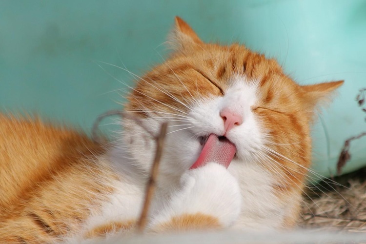 Kedi Pancar Yer Mi?