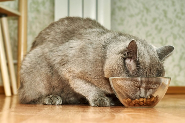 Kedi Pasta Yerse Ne Olur?