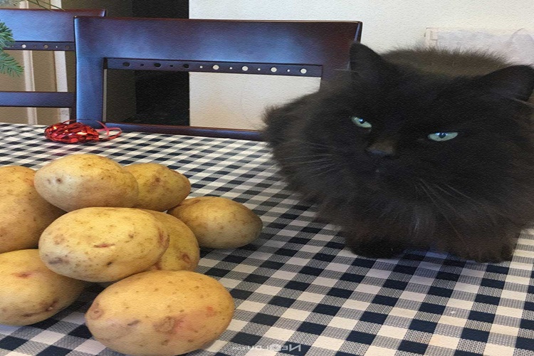 Kedi Patates Yer Mi?