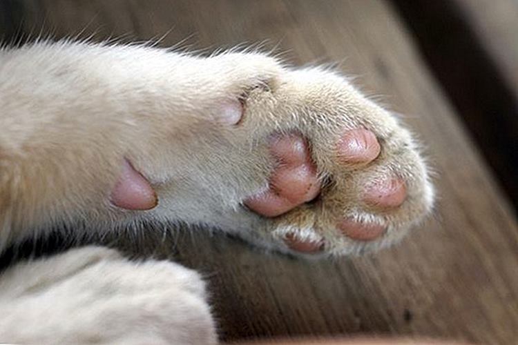 Kedi Patisi Enfeksiyon Nasıl Geçer?