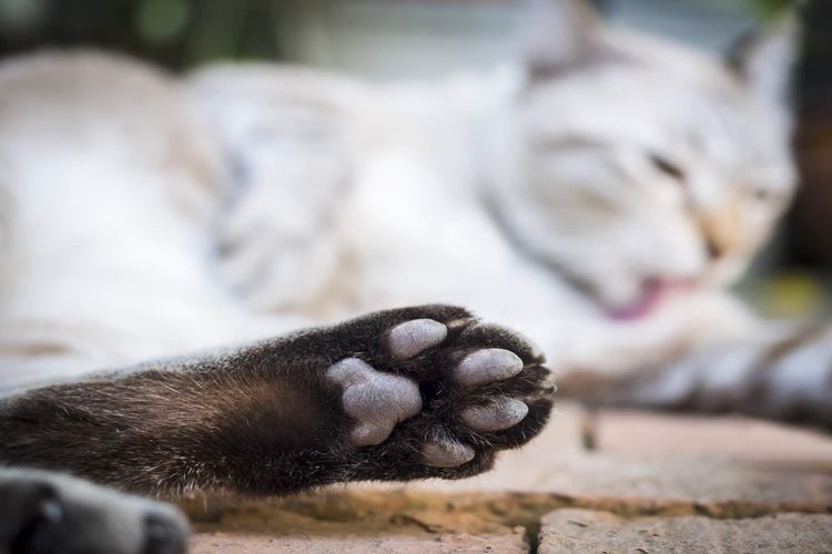 Kedi Patisi Ezilmesi Nasıl Geçer? 