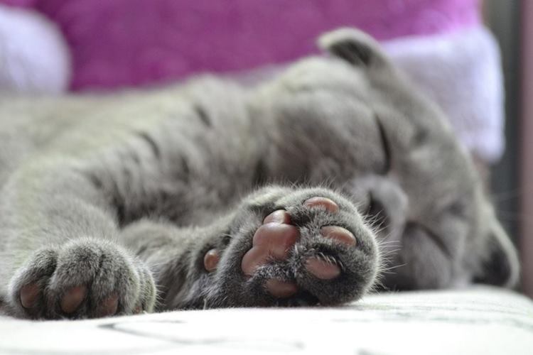 Kedi Patisi Hastalıkları Nelerdir?