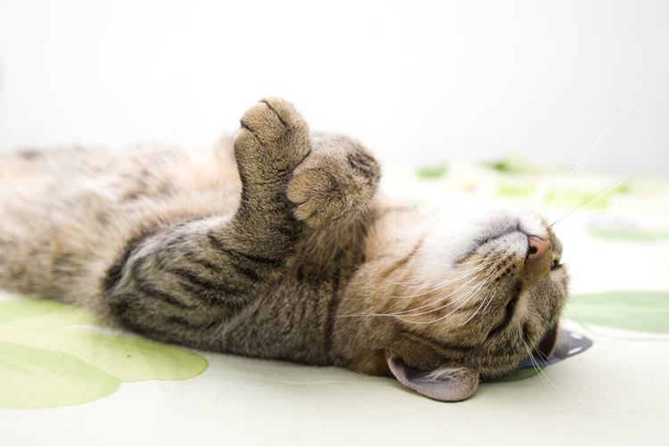 Kedi Patisi İltihabı Nasıl Geçer? 