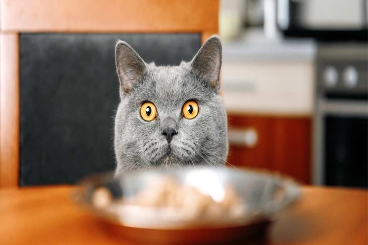 Kedi Patlıcan Yer Mi?