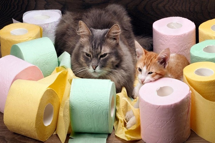 Kedi Peçete Yerse Ne Olur?