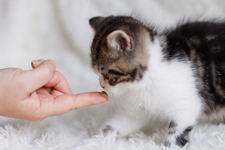 Kedi Pekmez Yer Mi?
