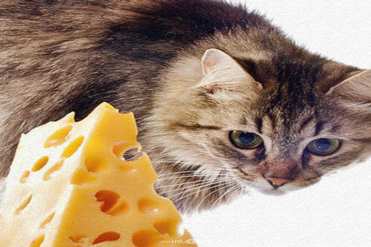 Kedi Peynir Yer Mi?