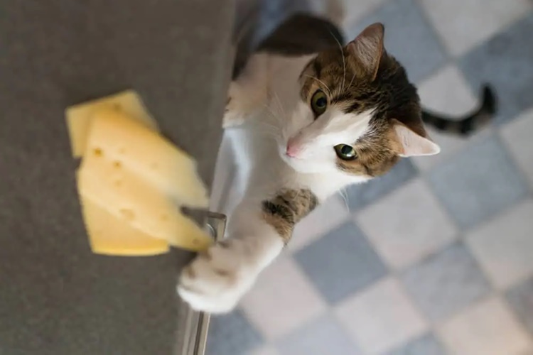 Kedi Peynir Yerse Ne Olur?