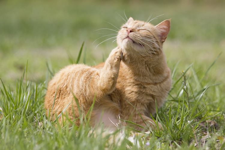 Kedi Pire Damlası Kaç Aylıkken Yapılır? 