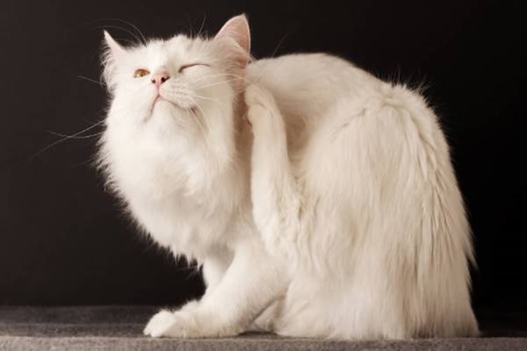 Kedi Pire Damlası Kaç Günde Etki Eder? 